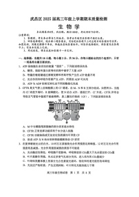 湖北省武汉市武昌区2025届高三上学期期末质量检测-生物试卷（含答案）