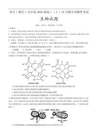 生物-重庆育才中学、巴蜀中学、万州高级中学高2026届高三上学期10月联合考试试题及答案