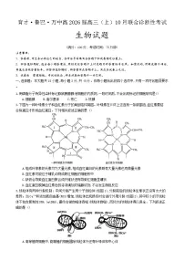 重庆育才中学、鲁能巴蜀中学、万州高级中学2026届高三上学期10月联合考试生物试卷（Word版附答案）