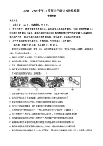 安徽省名校2026届高三上学期10月阶段检测生物试题（Word版附解析）