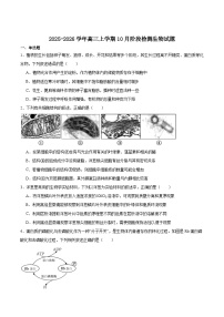 安徽省“耀正优”2025-2026学年高三上学期10月阶段检测生物试卷（Word版附答案）
