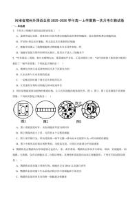 河南省郑州外国语学校2025-2026学年高一上学期10月月考试题生物试卷含答案