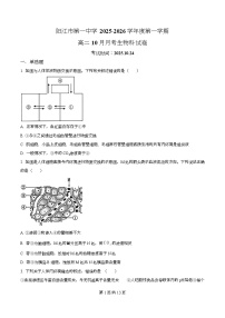 广东省阳江市第一中学2025-2026学年高二上学期10月月考生物试卷（Word版附解析）