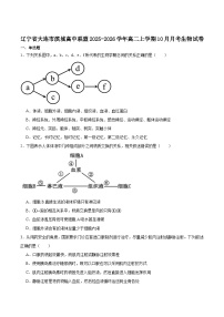 辽宁省大连市滨城高中联盟2025-2026学年高二上学期10月月考生物试卷（Word版附答案）