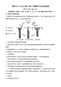 湖南省衡阳市雁峰区衡阳市第八中学2025-2026学年高三上学期11月期中生物试题（原卷版）
