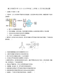 贵州省遵义市第四中学2025-2026学年高二上学期10月月考生物试卷（Word版附答案）