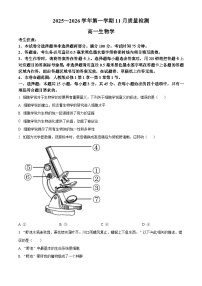 安徽省县域联盟2025-2026学年高一上学期11月质量检测生物试卷（Word版附解析）