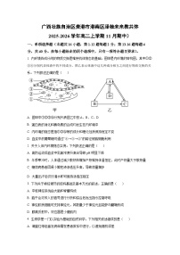 广西壮族自治区贵港市港南区泽桂未来教共体2025-2026学年高二上学期11月期中生物试卷（学生版）