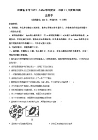 河南省多校联考2025-2026学年高一上学期11月期中生物试题（Word版附解析）