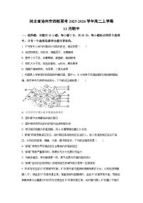 河北省沧州市四校联考2025-2026学年高二上学期11月期中生物试卷（学生版）