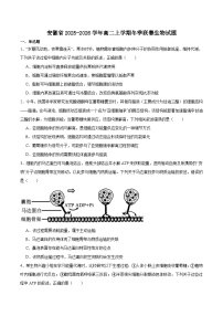 安徽省部分重点高中2025-2026学年高二上学期12月联考试卷 生物(含答案）