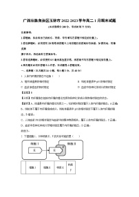 【生物】广西壮族自治区玉林市2022-2023学年高二1月期末试题（学生版+解析版）