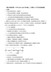 内蒙古鄂尔多斯市第一中学2025-2026学年高二上学期12月月考生物试卷（含答案）含答案解析