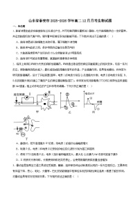 山东省泰安市重点高中2025-2026学年高二上学期12月学情检测 生物（含答案）