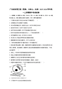 2025-2026学年广东省东莞三校（莞美、大岭山、众美）高一上学期期中考试生物试卷（学生版）
