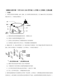 安徽省合肥市第一中学2026届高三上学期12月教学质量测评生物试卷（含答案）