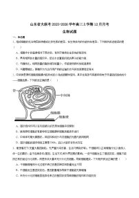 山东省大联考2026届高三上学期12月月考生物试卷（Word版附答案）