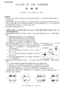 安徽省华师联盟2025-2026学年高三上学期1月质量检测生物试卷（含答案）