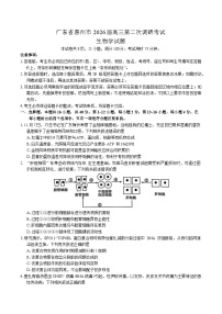 广东省惠州市2026届高三上学期第二次调研考试生物试卷（Word版附答案）