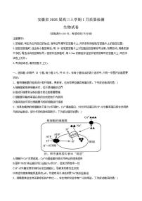 2026届安徽省高三上学期1月质量检测生物试卷（含解析）
