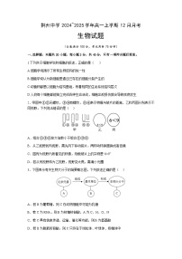 湖北省荆州中学2024-2025学年高一上学期12月月考生物试题（含答案）
