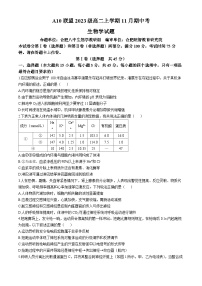 安徽省A10联盟2024-2025学年高二上学期11月期中考试生物试题（含答案）