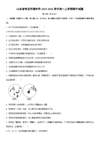 2025-2026学年山东省枣庄市滕州市高一上学期期中生物试卷（学生版）