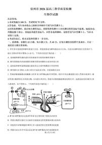 2026届安徽宿州市上学期高三一模教学质量检测 生物试题+答案解析
