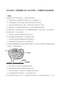 2025-2026学年河北省石家庄市第二中学高一上学期期末考试生物试卷（含答案）