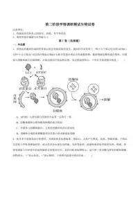 2026届四川省字节精准教育联盟高三上学期第二阶段学情调研测试生物试卷（含答案）