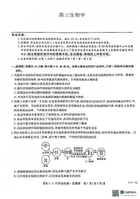 九师联盟2025届高三上学期12月联考（11月质量检测巩固卷）生物试卷（含答案）