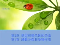 高中生物人教版 (新课标)必修2《遗传与进化》第二章 基因和染色体的关系第1节 减数分裂和受精作用本节综合示范课课件ppt