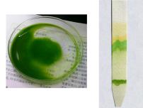 生物必修1《分子与细胞》本节综合说课课件ppt