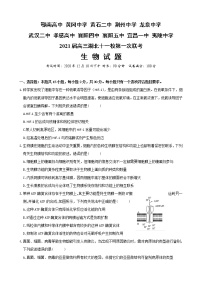 湖北省十一校2021届高三上学期第一次联考（12月）生物 (含答案)