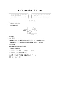 人教版 (2019)必修1《分子与细胞》第2节 细胞的能量“货币”ATP教案设计