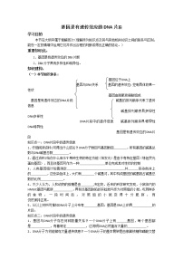 高中生物人教版 (新课标)必修2《遗传与进化》第三章 基因的本质第4节 基因是有遗传效应的DNA片段导学案