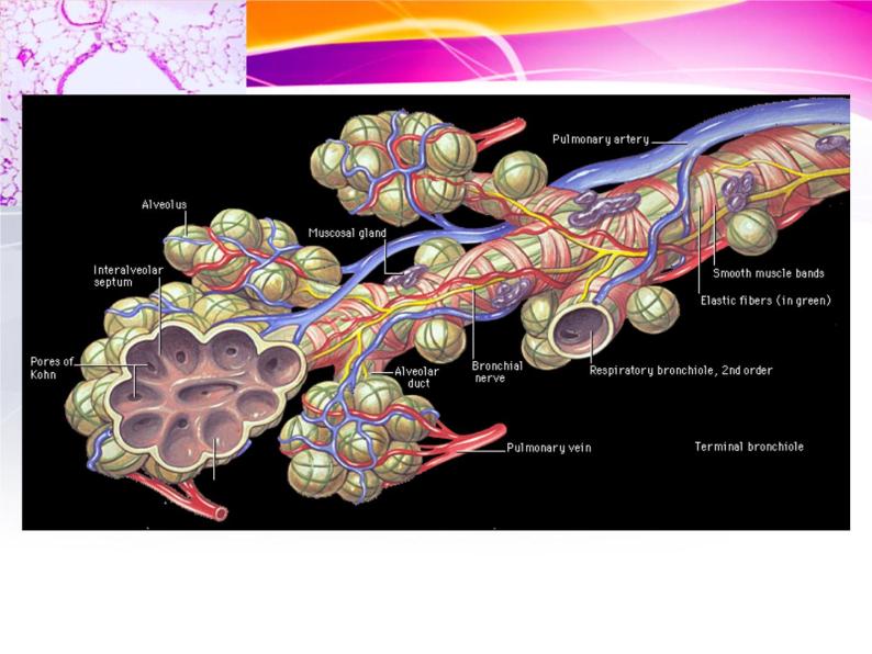 高三生物第一轮复习课件必修三部分精华版