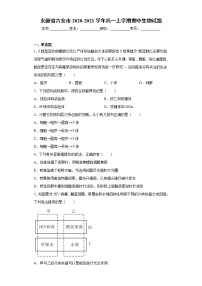 安徽省六安市2020-2021学年高一上学期期中生物试题（word版 含答案）