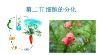 高中生物第2节 细胞的分化背景图课件ppt