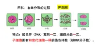 高中人教版 (新课标)一 减数分裂教学ppt课件