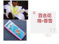 人教统编版3.1 百合花多媒体教学课件ppt