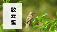 人教统编版必修 上册2.4* 致云雀课堂教学ppt课件