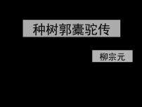 高中语文人教版 (新课标)选修种树郭橐驼传多媒体教学课件ppt