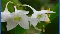 高教版（中职）基础模块 下册*二十 百合花 茹志鹃获奖课件ppt