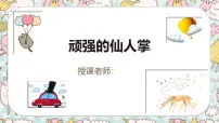 通用 学前教育 大班《顽强的仙人掌》课件