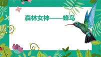 通用 学前教育 大班《森林女神-蜂鸟》课件