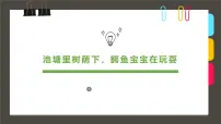 通用 学前教育 大班《池塘里树荫下，鳄鱼宝宝在玩耍》课件
