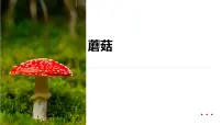 学前教育大班《五彩的小蘑菇》课件