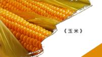 学前教育大班《玉米》课件