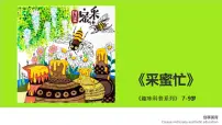 学前教育大班《采蜜忙》课件